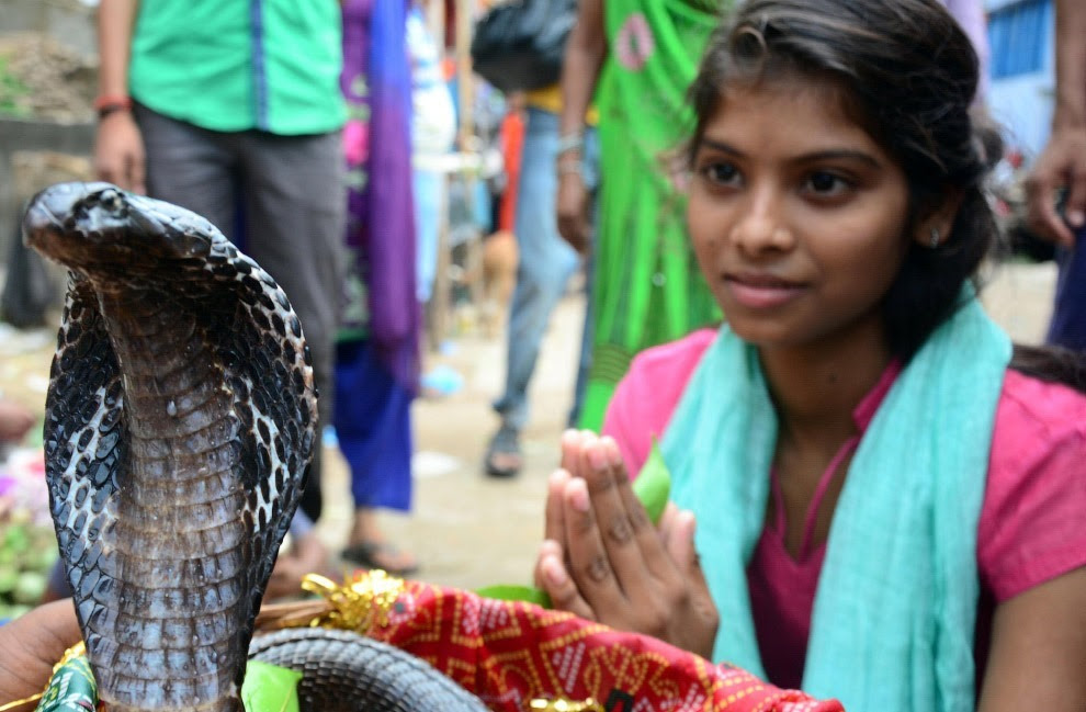 Змеиный фестиваль Nag Panchami 2017 Змеиный фестиваль Nag Panchami 2017