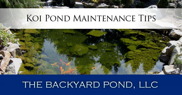 Koi Pond Maintenance Tips The Backyard Pond