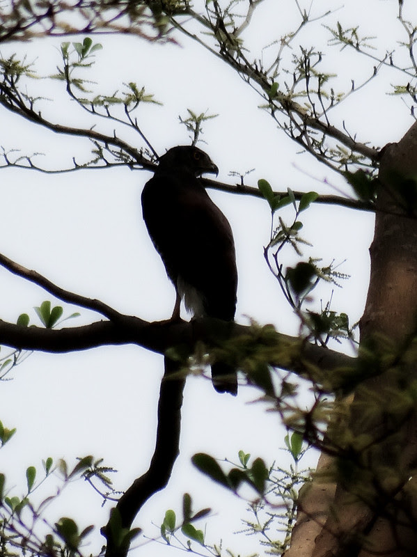 鳳頭蒼鷹/無限台南