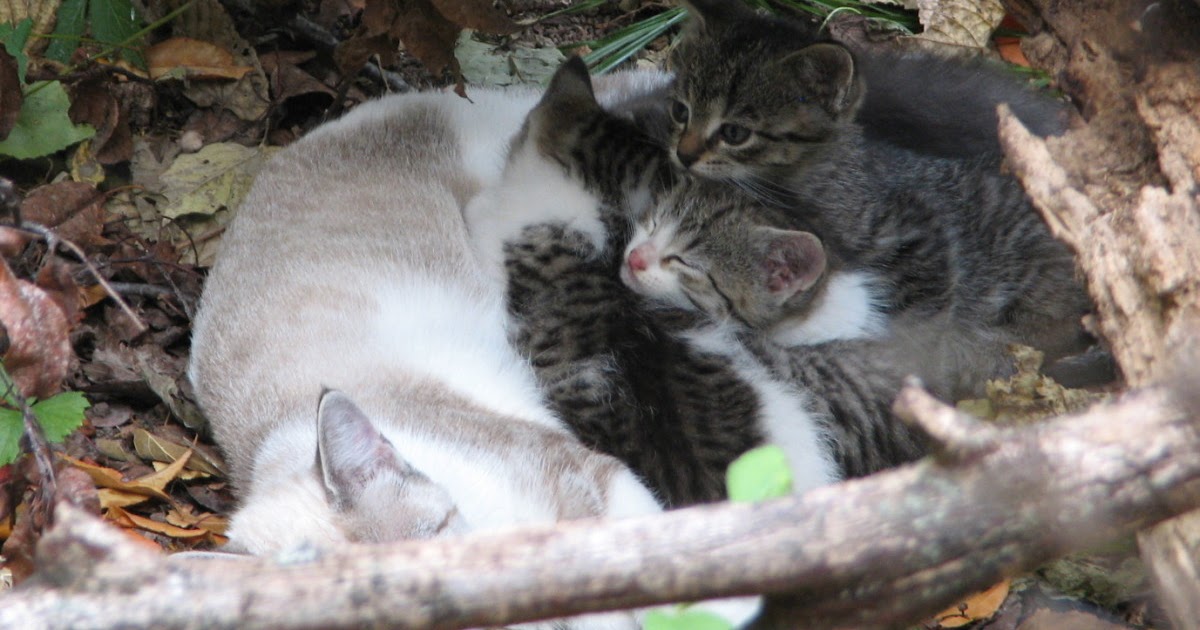  how to tame a feral cat inside