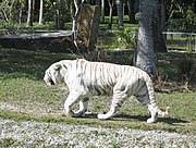 White tiger at the Miami Zoo