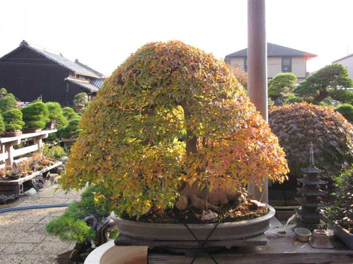 cây bonsai