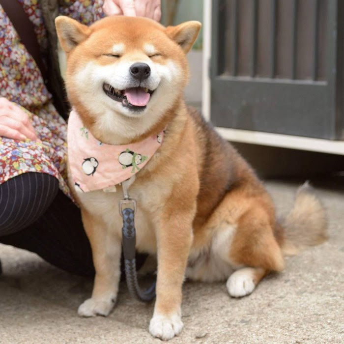 cute-dog-shiba-inu-ryuji-japan-62