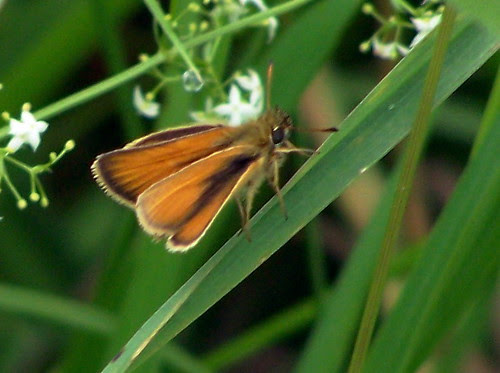 European Skipper butterflies (Thymelicus lineola) - 13