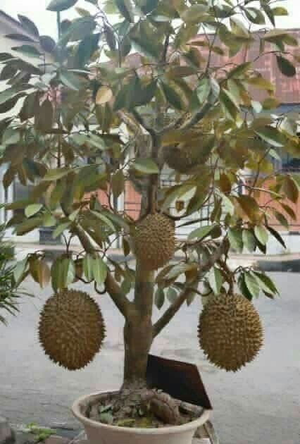 Taman Buah Di Halaman Rumah - Kaisar Soal