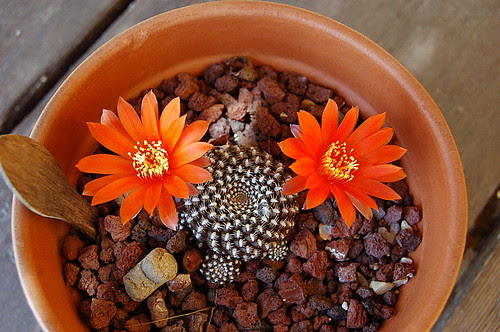 Rebutia krainziana