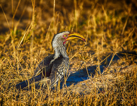 Yellow-Billed Hornbill (Tockus leucomelas) Yellow-Billed Hornbill (Tockus leucomelas)