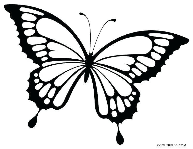 Easy Side View Butterfly Drawing.