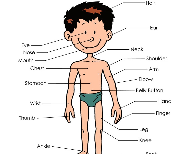 Human Body Diagram For Kids Without Labels - Aflam-Neeeak
