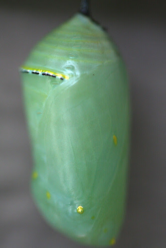 Monarch chrysalis