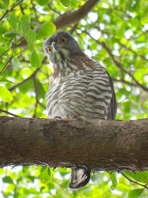 鳳頭蒼鷹/無限台南