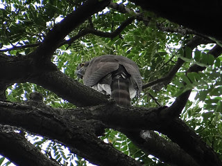 鳳頭蒼鷹/無限台南