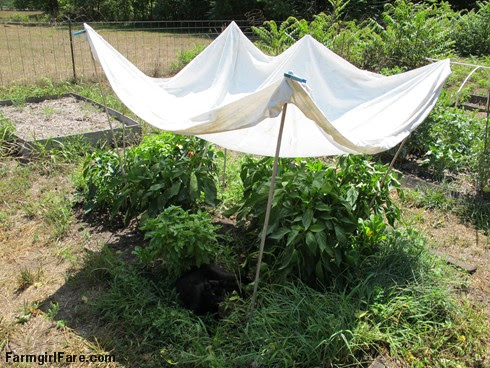 (19-1a) Making shade in the kitchen garden to help plants deal with the heat - FarmgirlFare.com