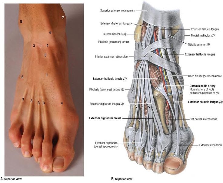 The 19 Muscles Of The Foot : Muscles of the Foot - Dorsal - Plantar