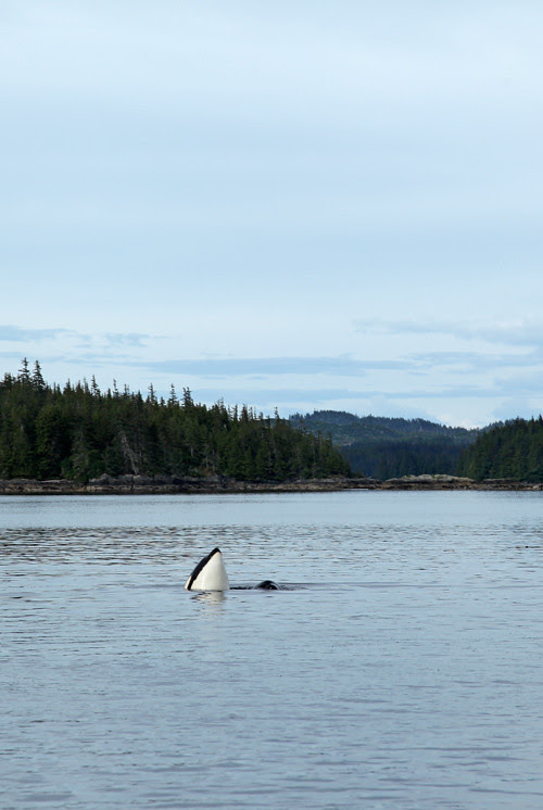 killer whale head, Karta Bay, Alaska
