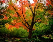 Fall Leaves Wall Art - Autumn Color Photo - Landscape Fine Art Photography - PhotographySource Fall Leaves Wall Art - Autumn Color Photo - Landscape Fine Art Photography - PhotographySource