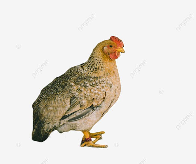 Gambar Mewarnai Ayam Bertelur : Kumpulan Gambar Mewarnai Ayam Hitam Putih