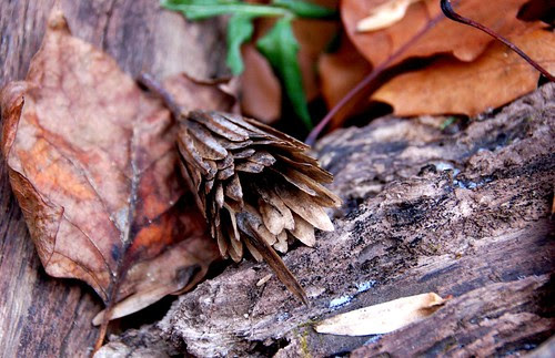 Patapsco State Park