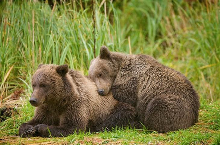Animais fofos que usam os amigos de travesseiros