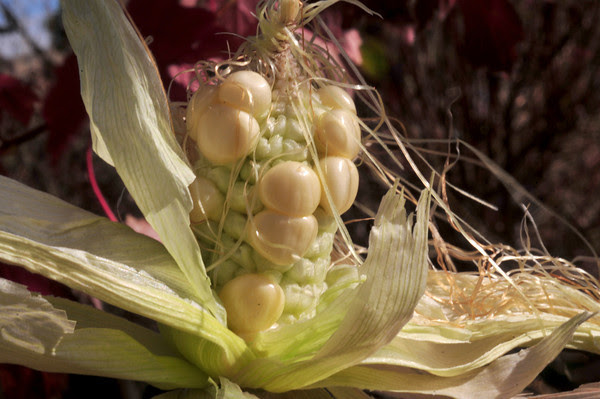 This year's corn crop. This year's corn crop.