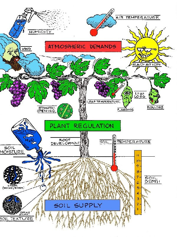 On Earth, Inside Us Plant Hormones