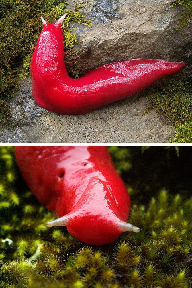 Animals most unexpected colors