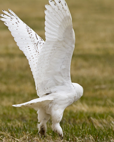 Snowy Owl Launching