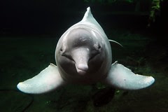 inia geoffrensis
