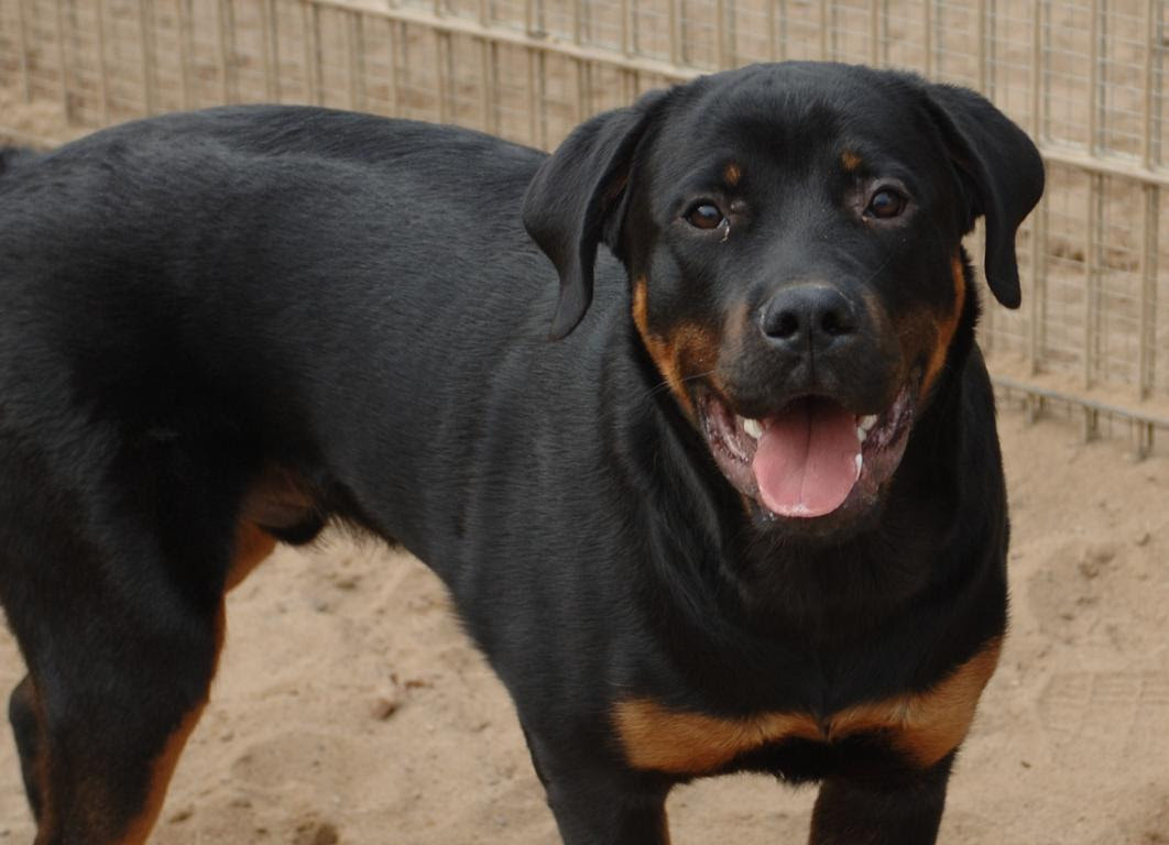 Thedarlingbakers Hund Schwarz Weiss Braun Rasse