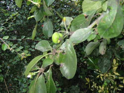 New plums in August