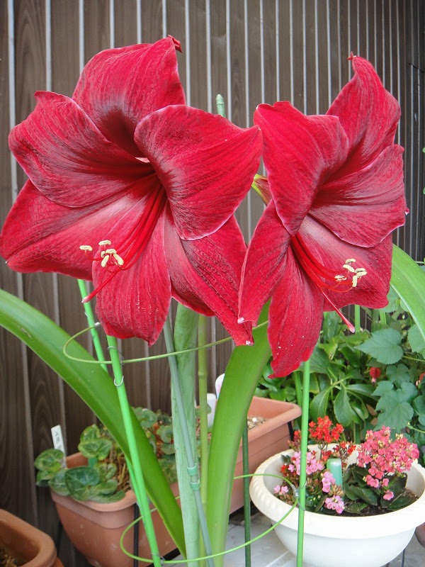 美しい花の画像 ロイヤリティフリー赤い 大きな 花