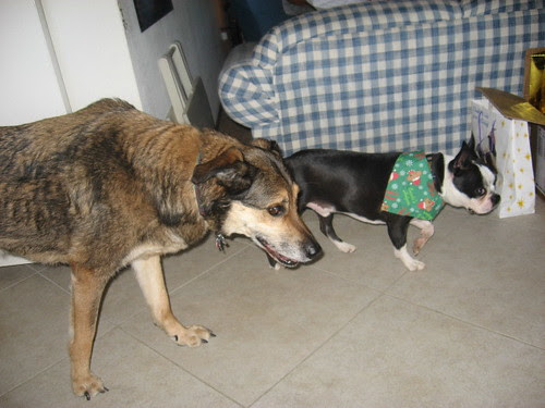 chief and tanner