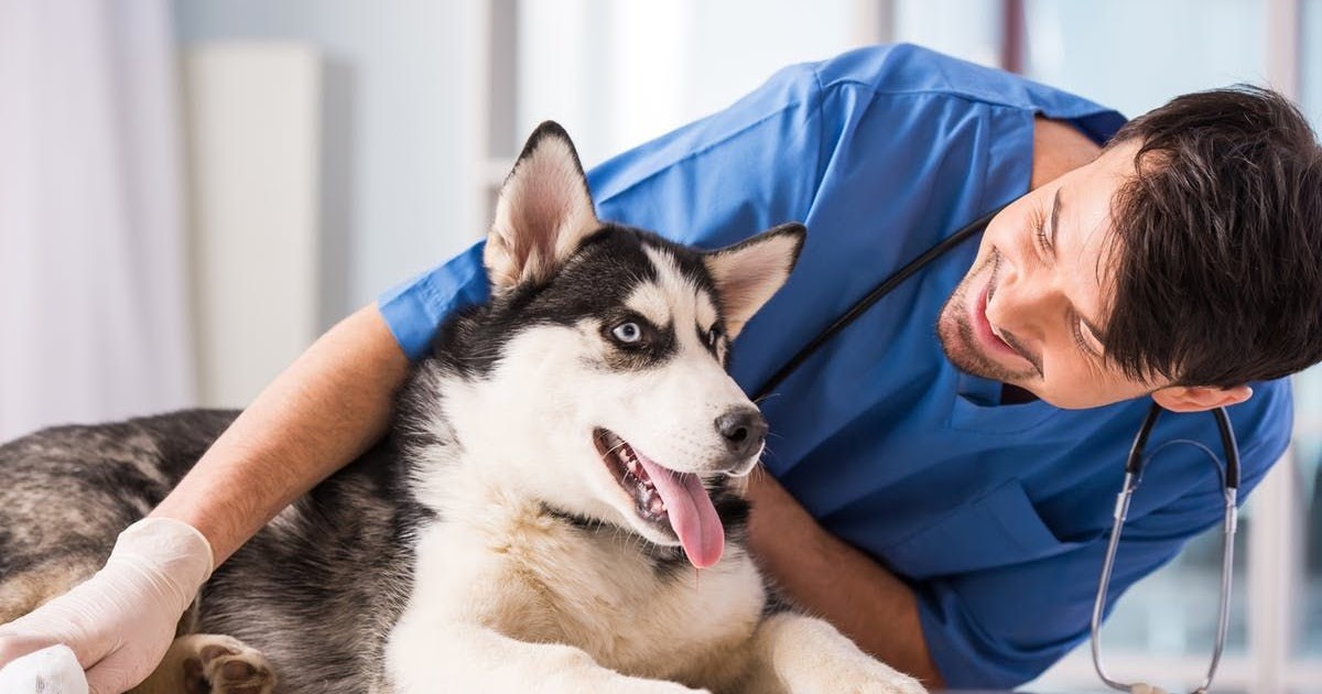 Best Animal Hospital For Cats Near Me - Cat Meme Stock Pictures and Photos