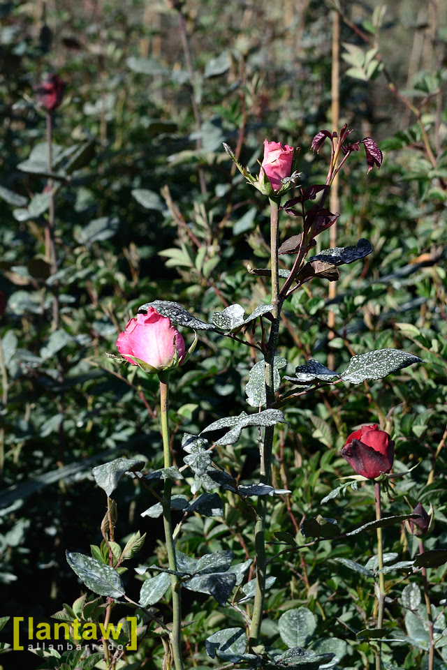 Bahong - Roses