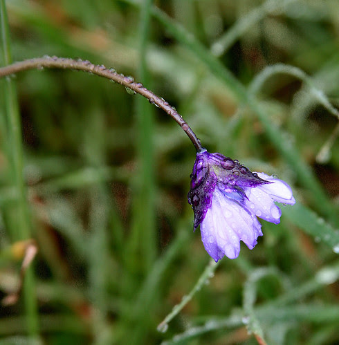 Dichelostemma capitatum