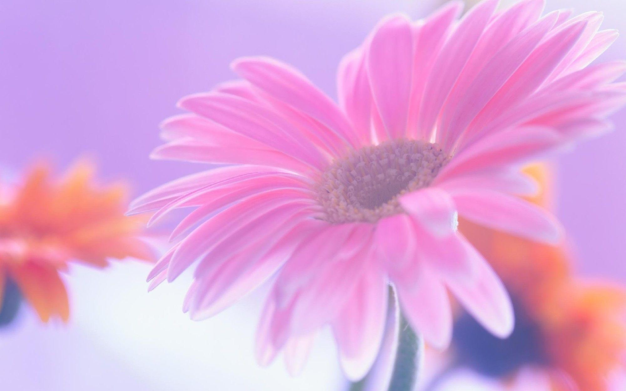Pink Daisy Wallpapers - Wallpaper Cave