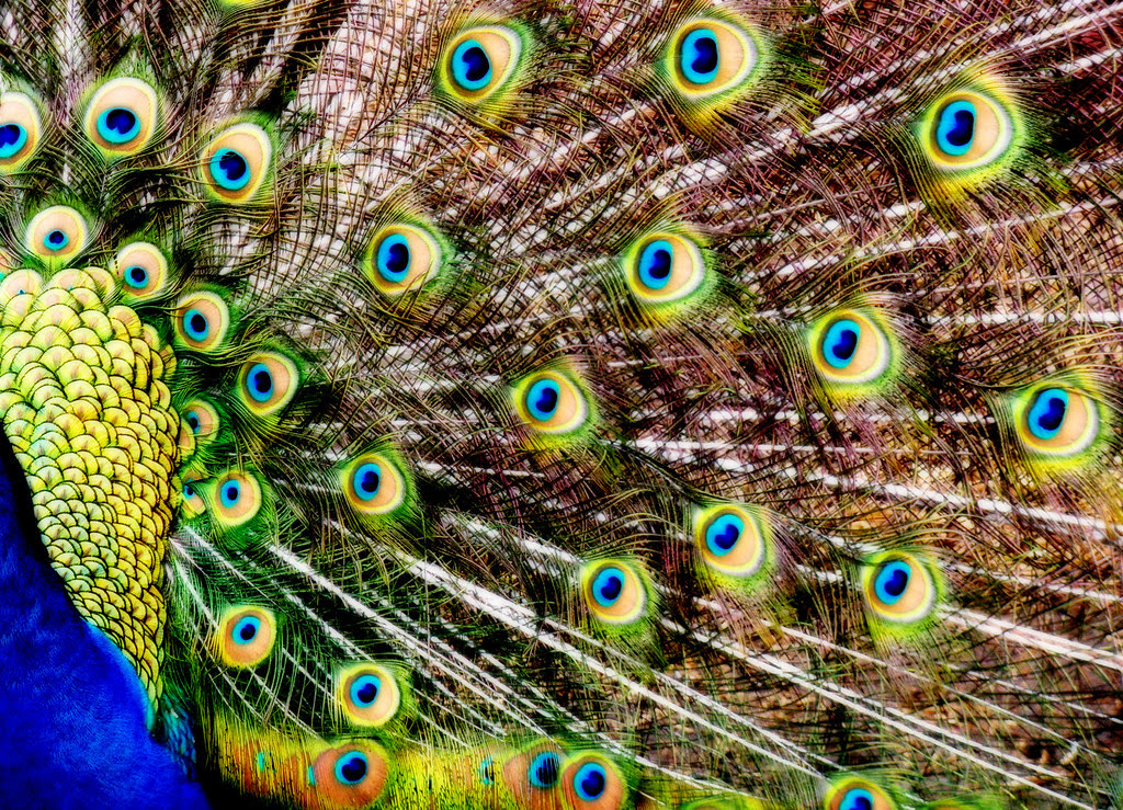 "Fine Feathers"