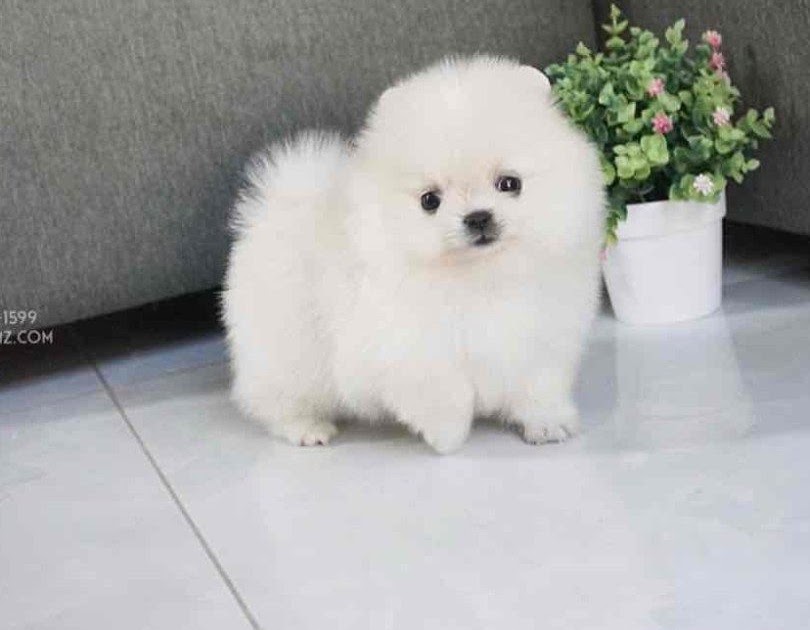 Teacup Pomeranian Price In India - Pets Lovers