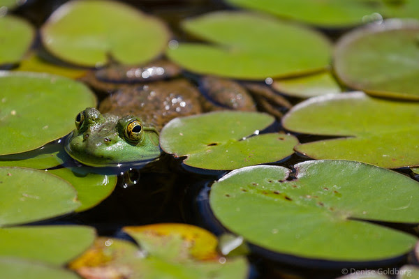 frog wearing green