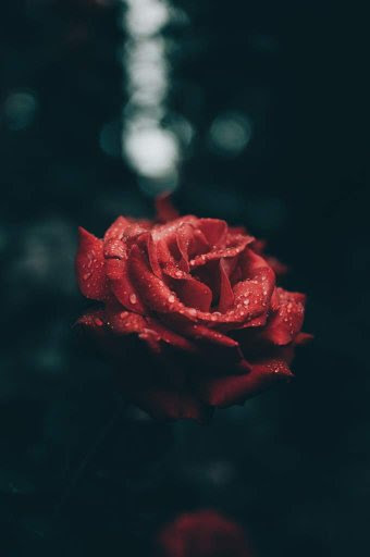 raindrops ilikewallpaper hry renewal bokeh czsk u00ed jinak myfavwallpaper raplirik coos