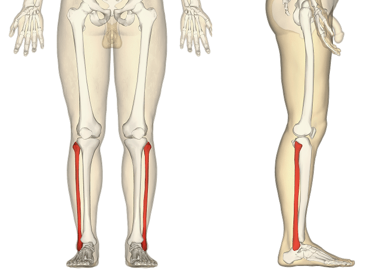 Lower Body Bone Anatomy : Hip Thigh Atlas Of Anatomy / The human leg