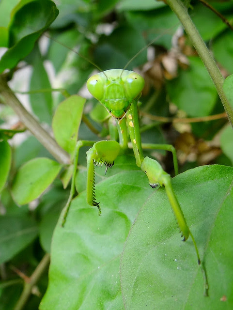 寬腹螳螂/無限台南