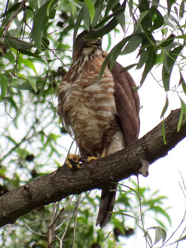 鳳頭蒼鷹/無限台南