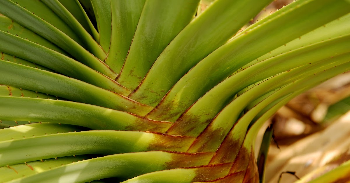 Tofu Photography Pandanus plant details