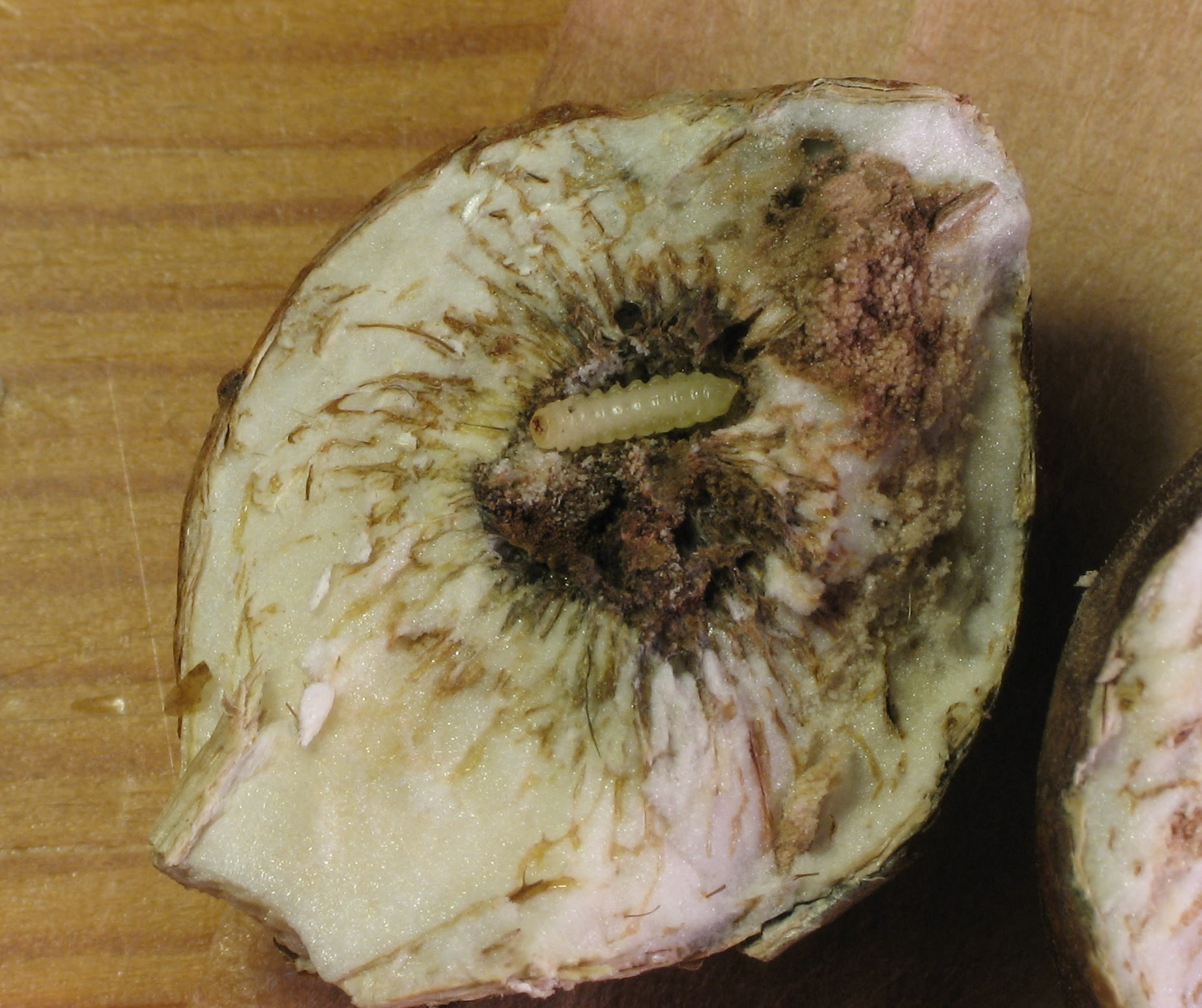 Archivo:Solidago.gall.w.jpg