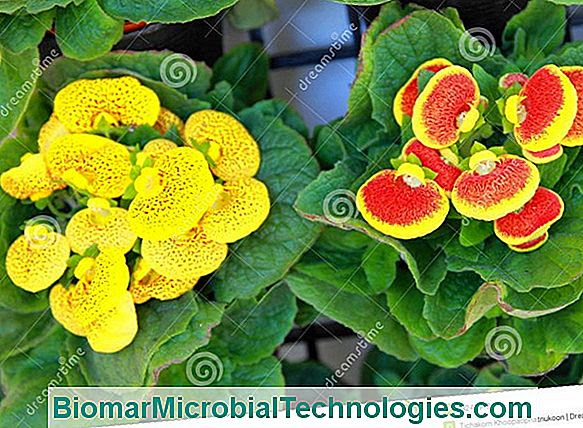 Gloxinia Rot Cha Gloxinia