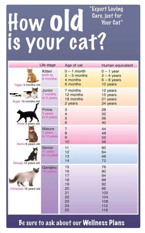 Cat Growth Chart Weight