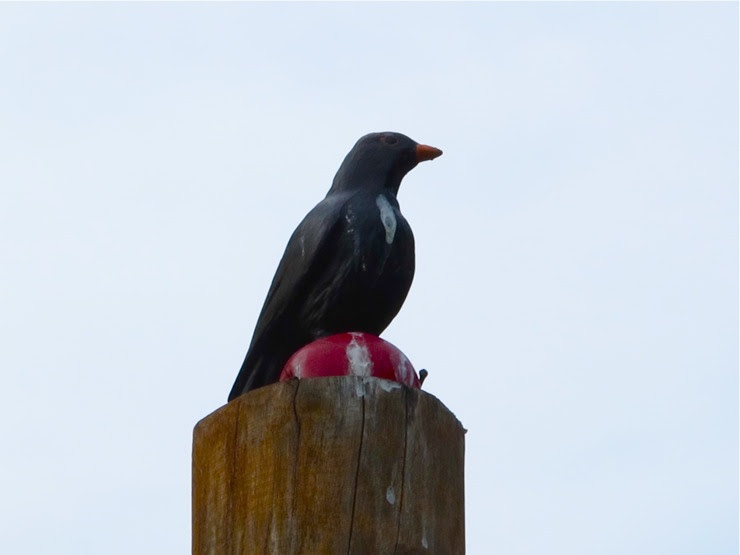 A mocked bird