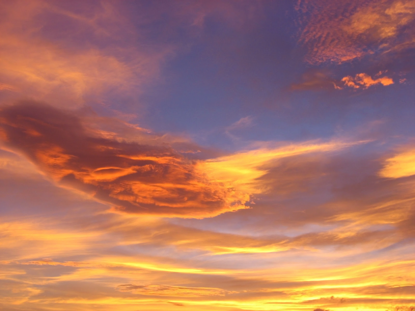 ぜいたく壁紙 夕焼け空 美しい花の画像