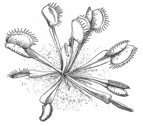 Download 194+ Flowers Venus Fly Trap Coloring Pages PNG PDF File